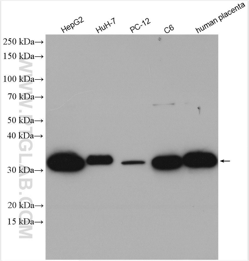 Western Blot (WB) analysis of various lysates using Annexin A4 Polyclonal antibody (29508-1-AP)