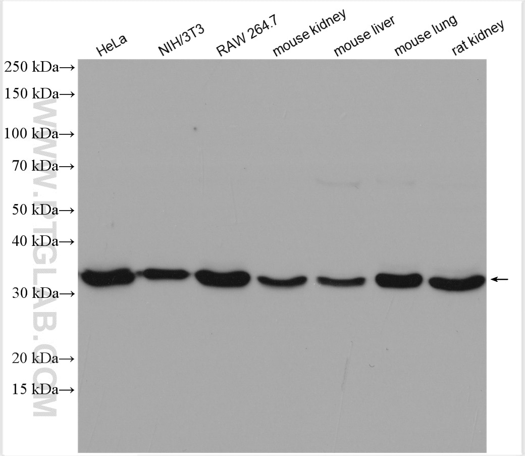 Western Blot (WB) analysis of various lysates using Annexin A4 Polyclonal antibody (29508-1-AP)