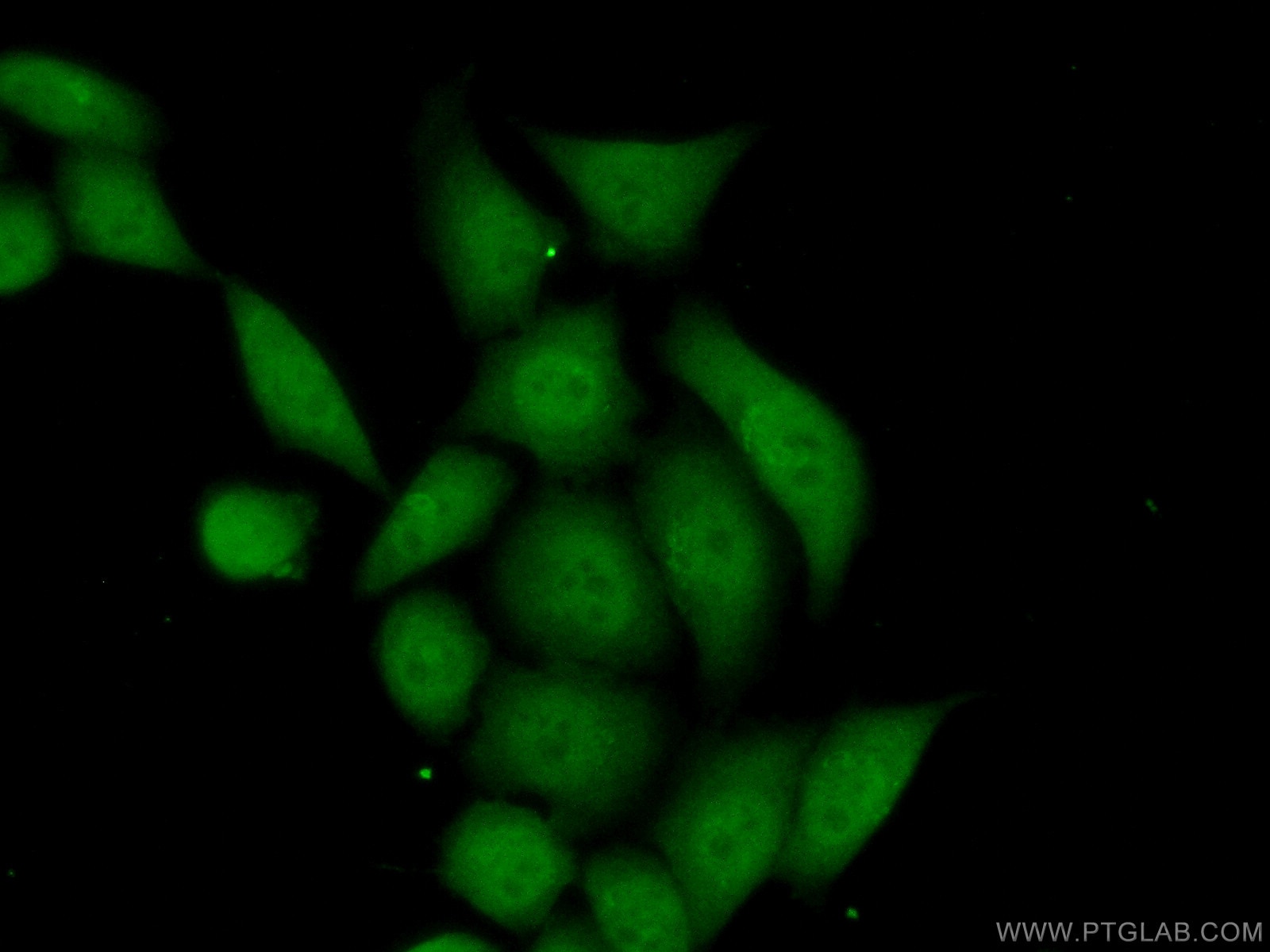 Immunofluorescence (IF) / fluorescent staining of HeLa cells using Annexin A4 Monoclonal antibody (60288-2-Ig)