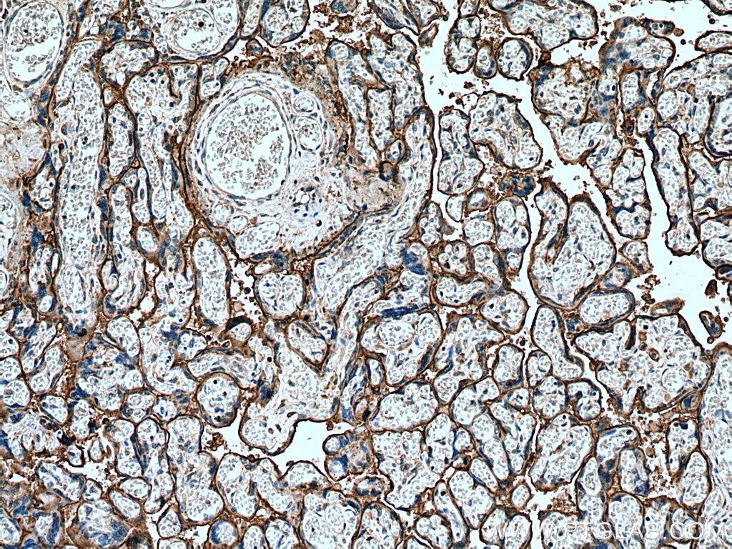Immunohistochemistry (IHC) staining of human placenta tissue using Annexin A4 Monoclonal antibody (60288-2-Ig)