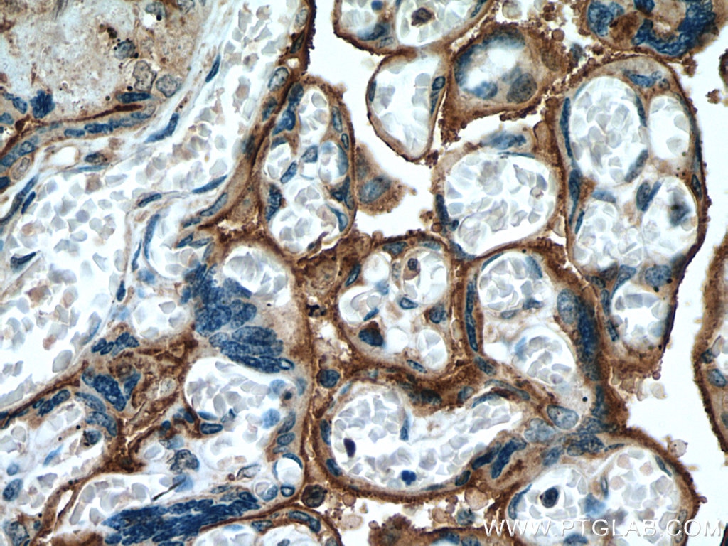 Immunohistochemistry (IHC) staining of human placenta tissue using Annexin A4 Monoclonal antibody (60288-2-Ig)
