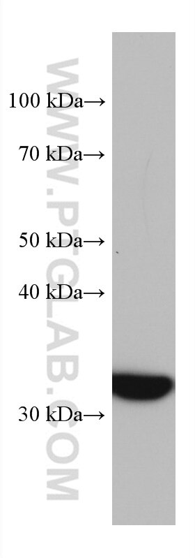 Western Blot (WB) analysis of A549 cells using Annexin A4 Monoclonal antibody (60288-2-Ig)