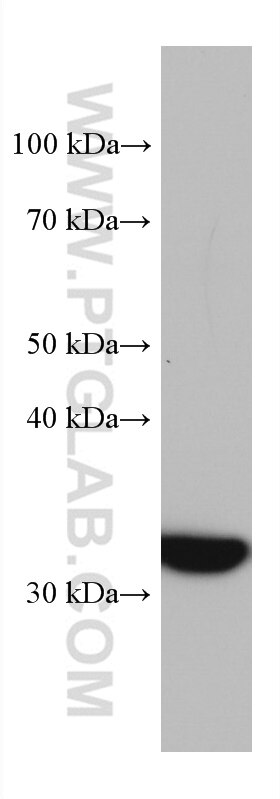 WB analysis of A549 using 60288-2-Ig