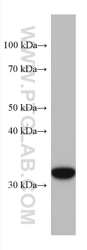 Western Blot (WB) analysis of COLO 320 cells using Annexin A4 Monoclonal antibody (60288-2-Ig)