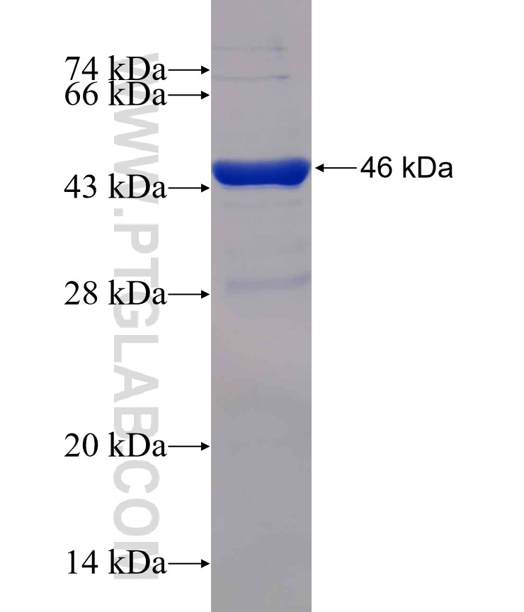 Annexin IV fusion protein Ag0130 SDS-PAGE