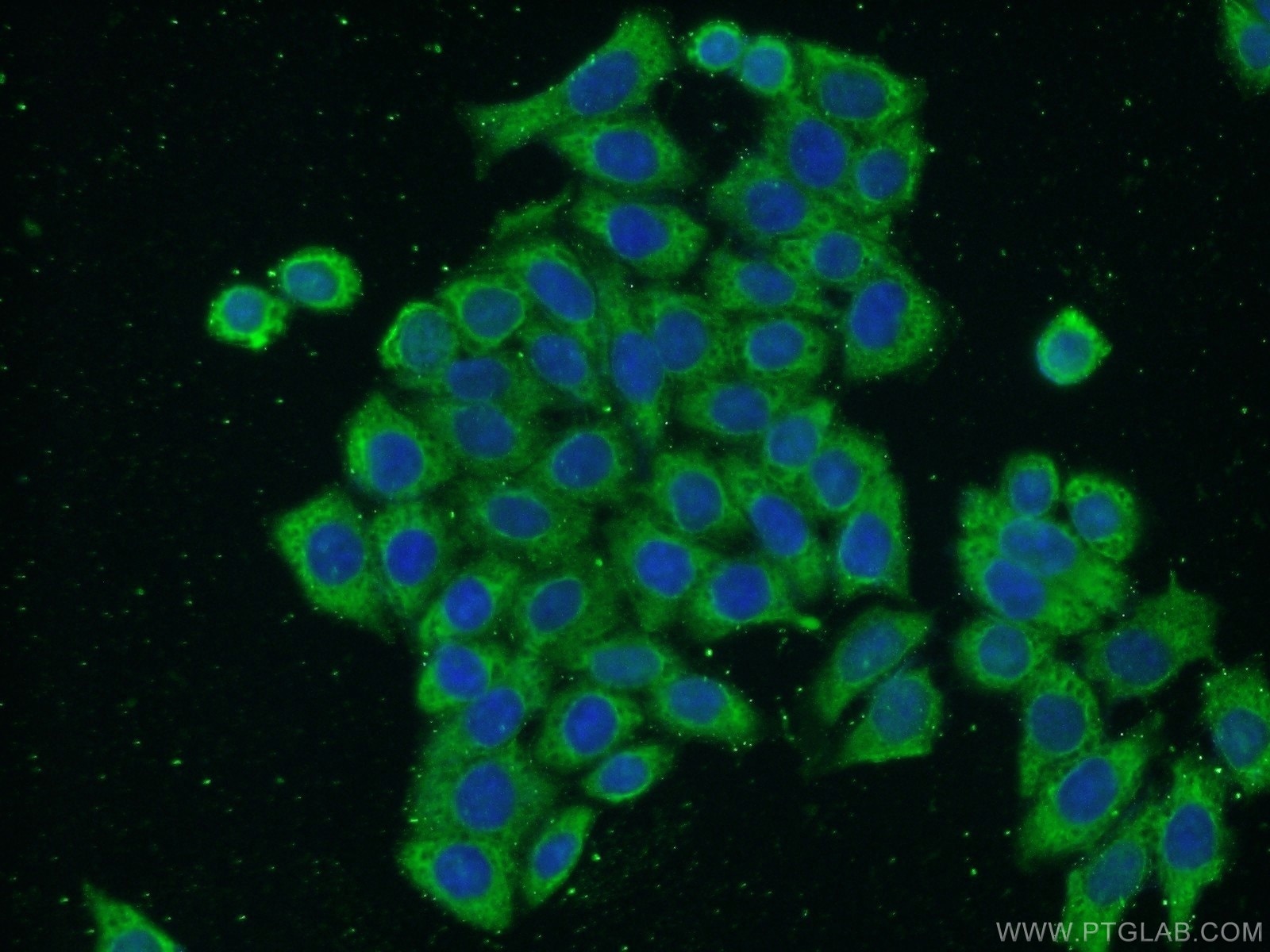 Immunofluorescence (IF) / fluorescent staining of HeLa cells using Annexin V Monoclonal antibody (66245-1-Ig)