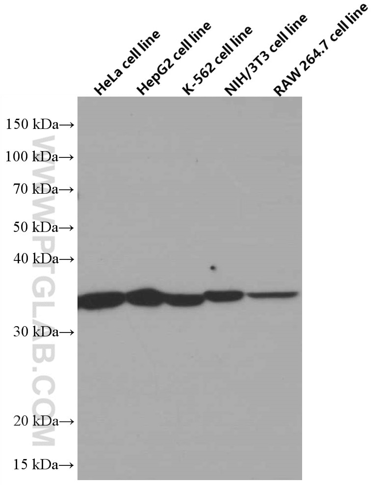 Western Blot (WB) analysis of various lysates using Annexin V Monoclonal antibody (66245-1-Ig)