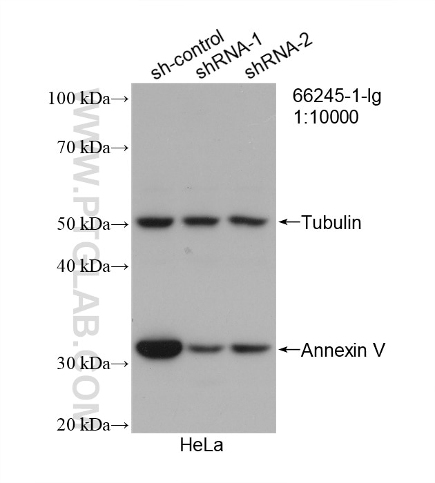 Western Blot (WB) analysis of HeLa cells using Annexin V Monoclonal antibody (66245-1-Ig)