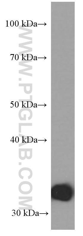 Western Blot (WB) analysis of HEK-293 cells using Annexin V Monoclonal antibody (66245-1-Ig)