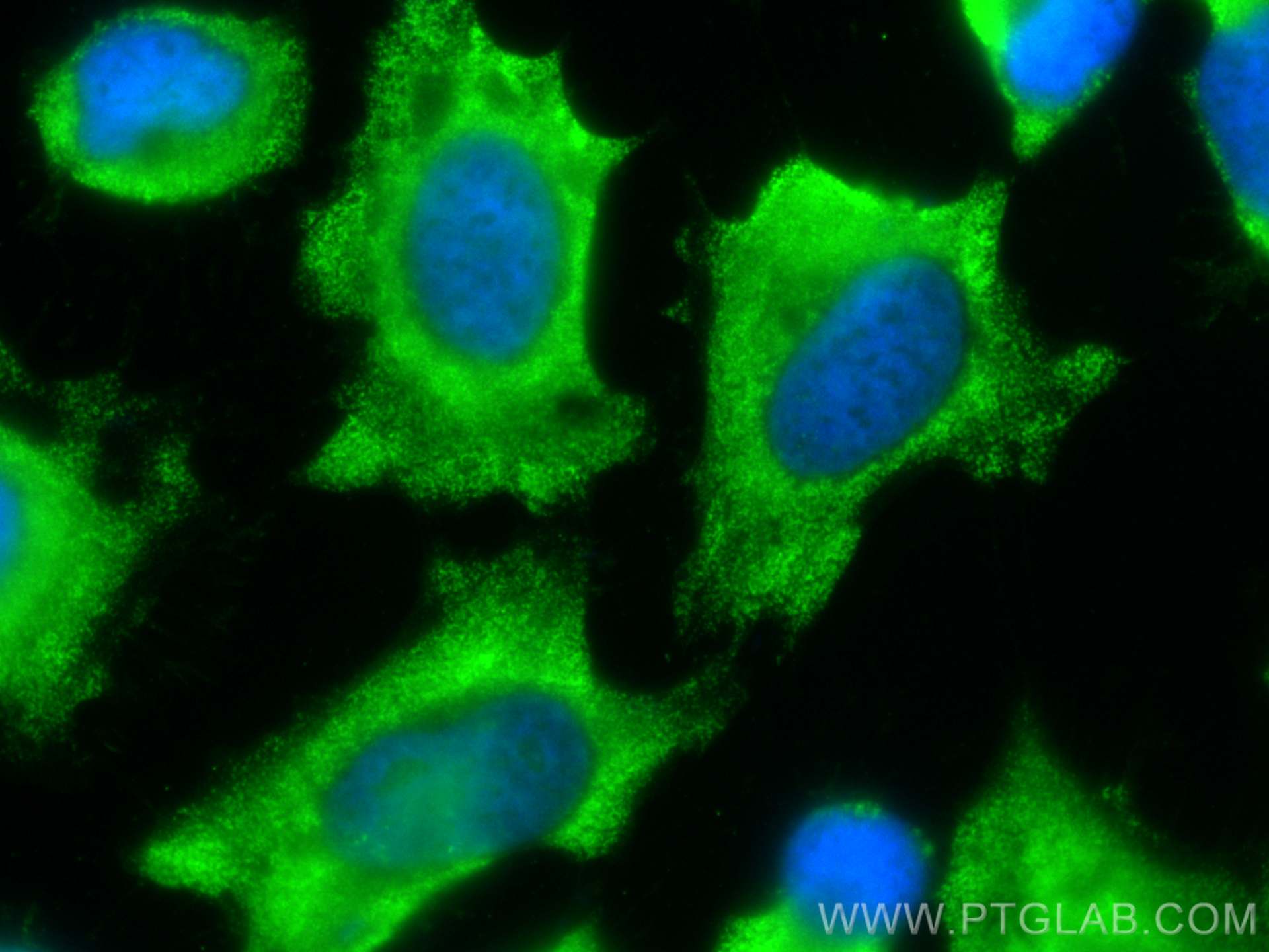 Immunofluorescence (IF) / fluorescent staining of HeLa cells using CoraLite® Plus 488-conjugated Annexin V Monoclonal (CL488-66245)