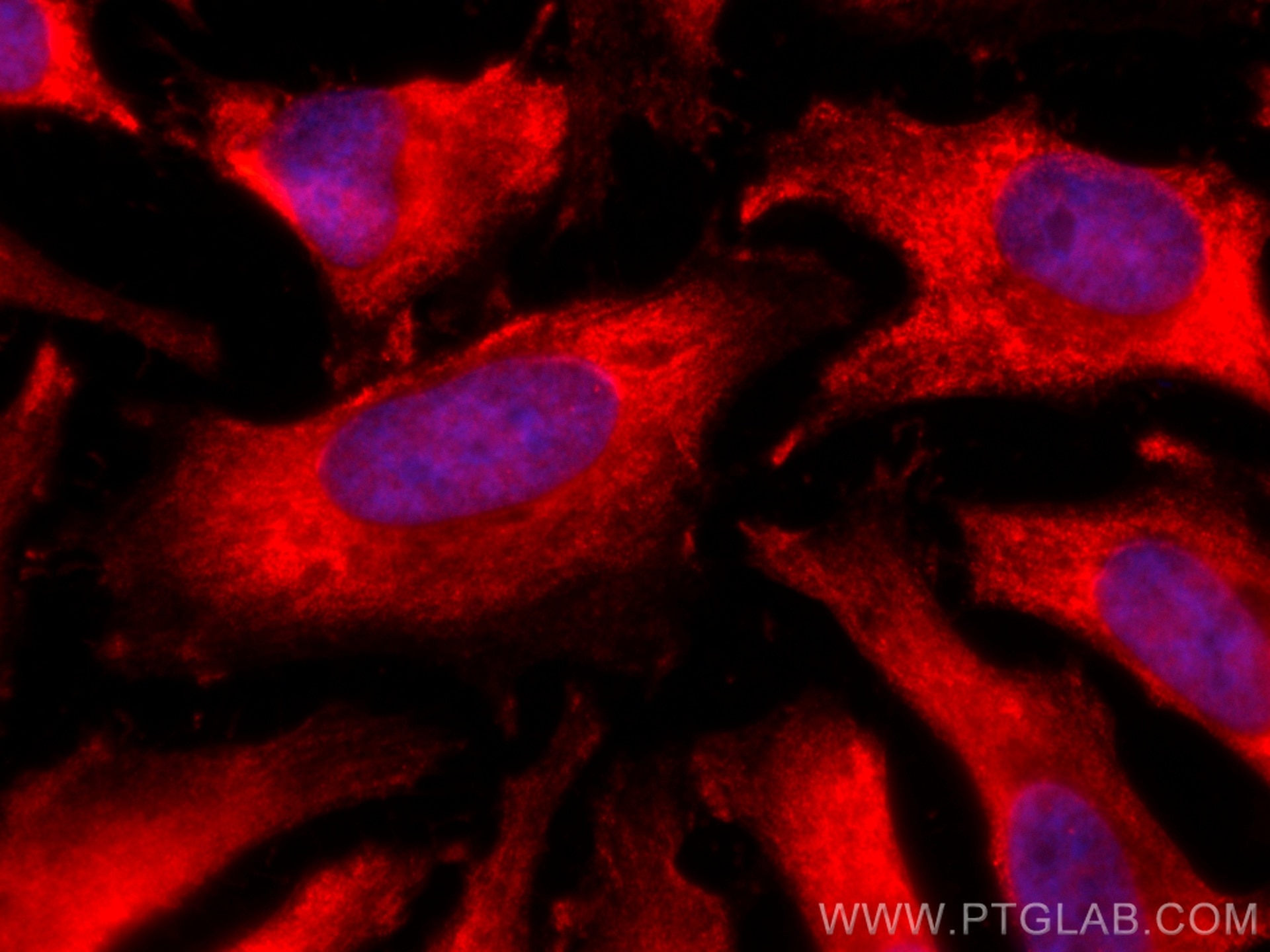 Immunofluorescence (IF) / fluorescent staining of HeLa cells using CoraLite®594-conjugated Annexin V Monoclonal antib (CL594-66245)