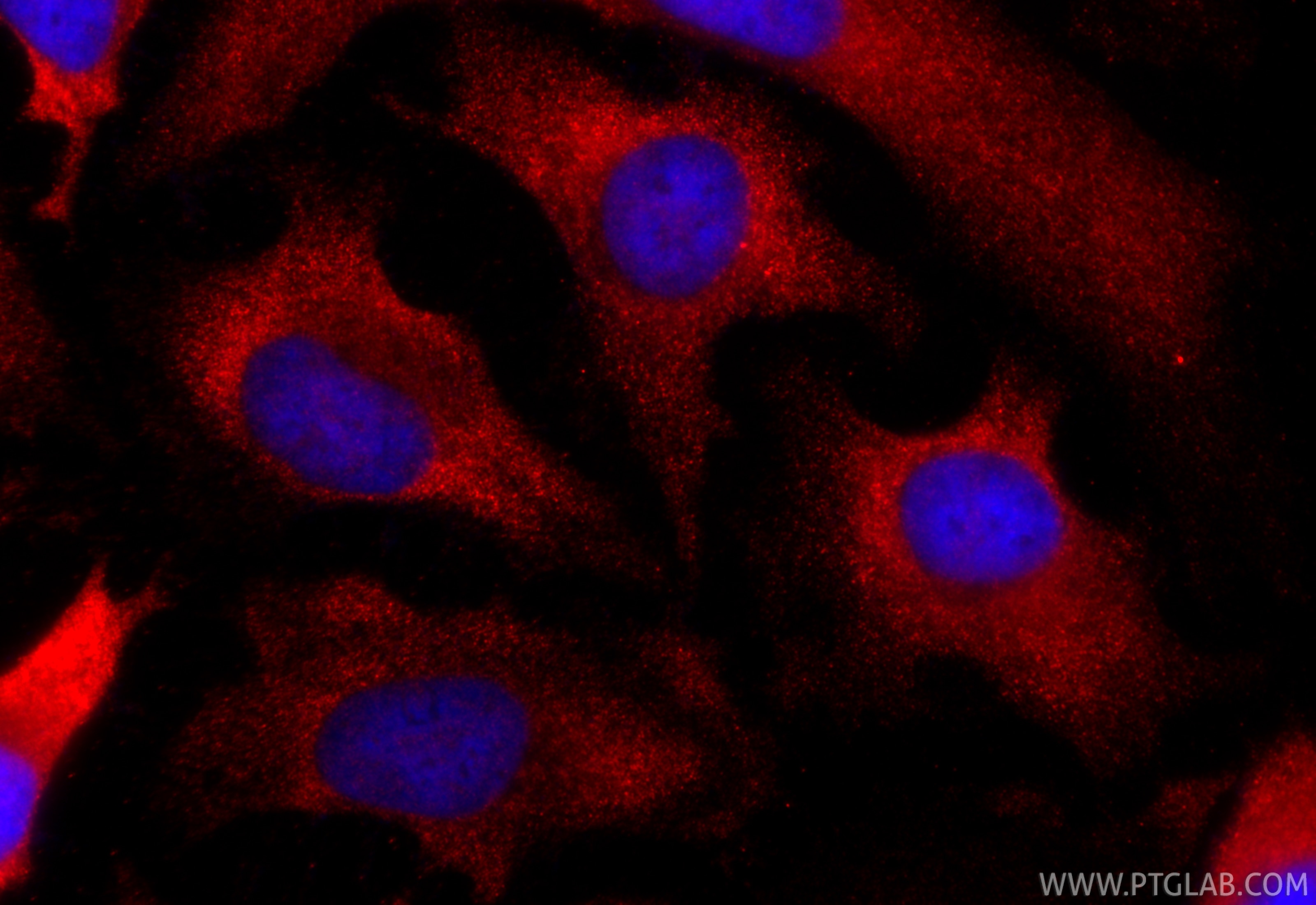 Immunofluorescent analysis of (-20°C Ethanol) fixed HeLa cells using CoraLite®594 Annexin V antibody (CL594-66245, Clone: 1E6A8 ) at dilution of 1:200. Immunofluorescence (IF) / fluorescent staining of HeLa cells using CoraLite®594-conjugated Annexin V Monoclonal antib (CL594-66245)