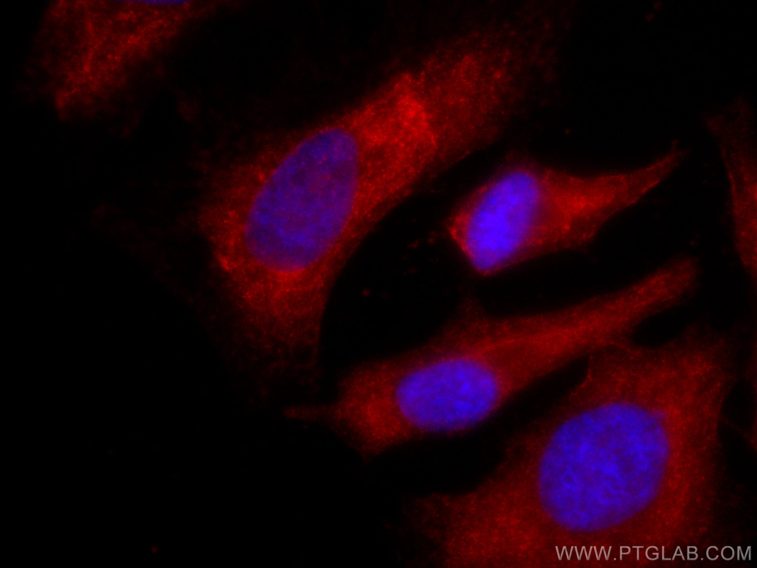 Immunofluorescence (IF) / fluorescent staining of HeLa cells using CoraLite® Plus 647-conjugated Annexin V Monoclonal (CL647-66245)