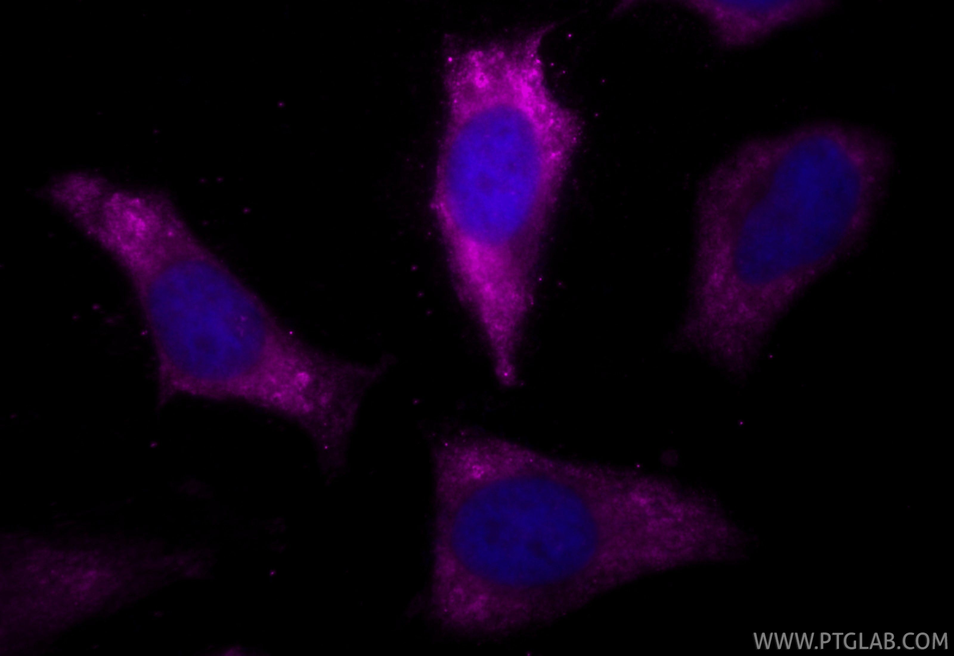 Immunofluorescence (IF) / fluorescent staining of HeLa cells using CoraLite® Plus 647-conjugated Annexin V Monoclonal (CL647-66245)