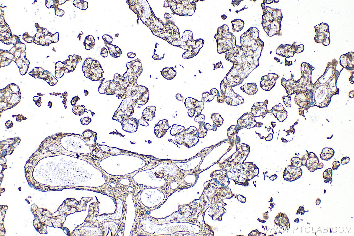 IHC staining of human placenta using RMX00072 Immunohistochemistry (IHC) staining of human placenta tissue using Multi-rAb® Annexin V Multi-Recombinant antibody (RMX00072)