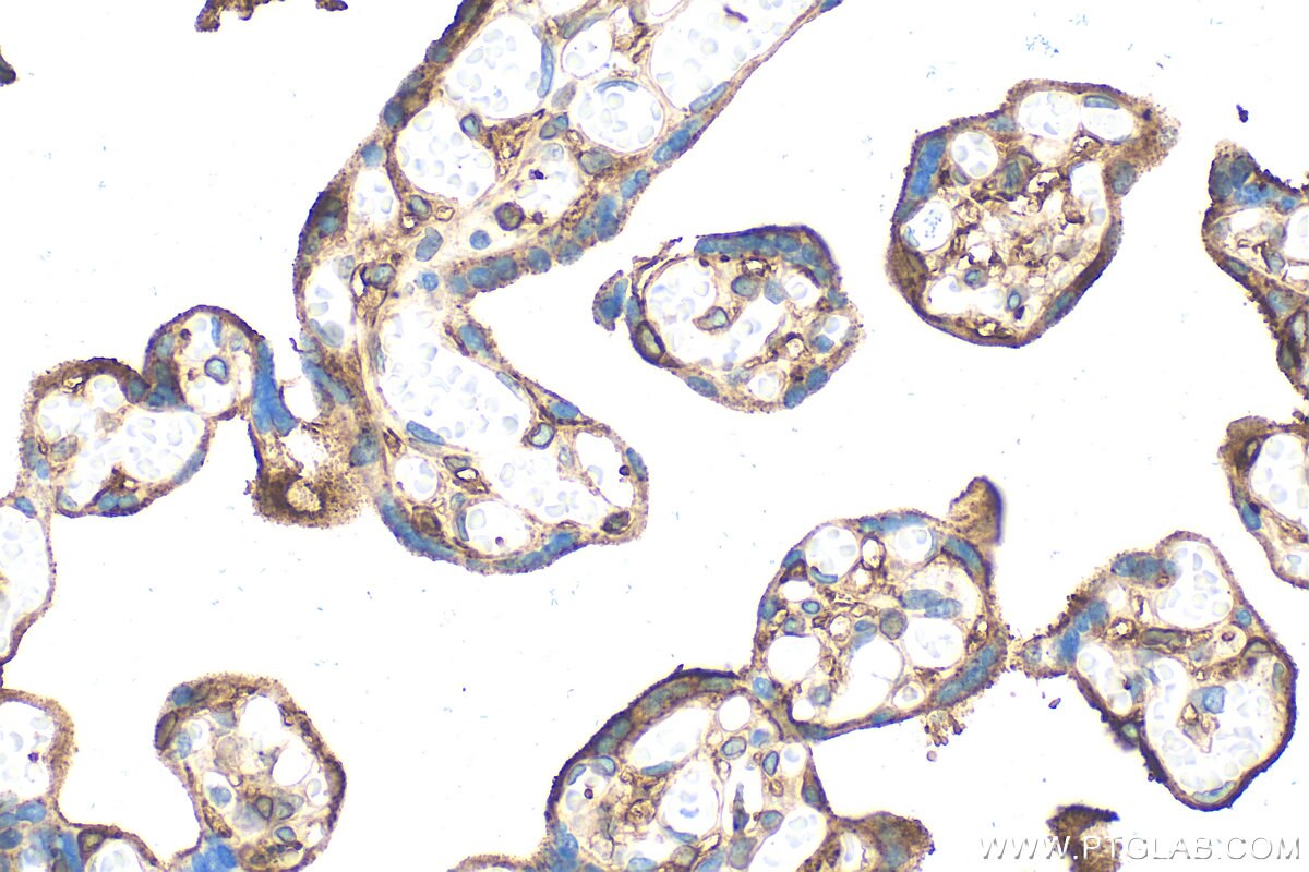 IHC staining of human placenta using RMX00072 Immunohistochemistry (IHC) staining of human placenta tissue using Multi-rAb® Annexin V Multi-Recombinant antibody (RMX00072)