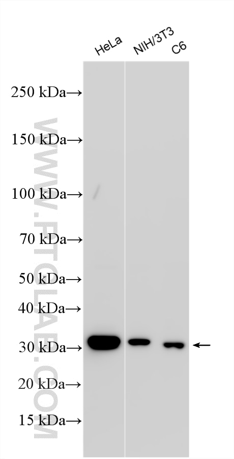WB analysis using RMX00072 Western Blot (WB) analysis of various lysates using Multi-rAb® Annexin V Multi-Recombinant antibody (RMX00072)