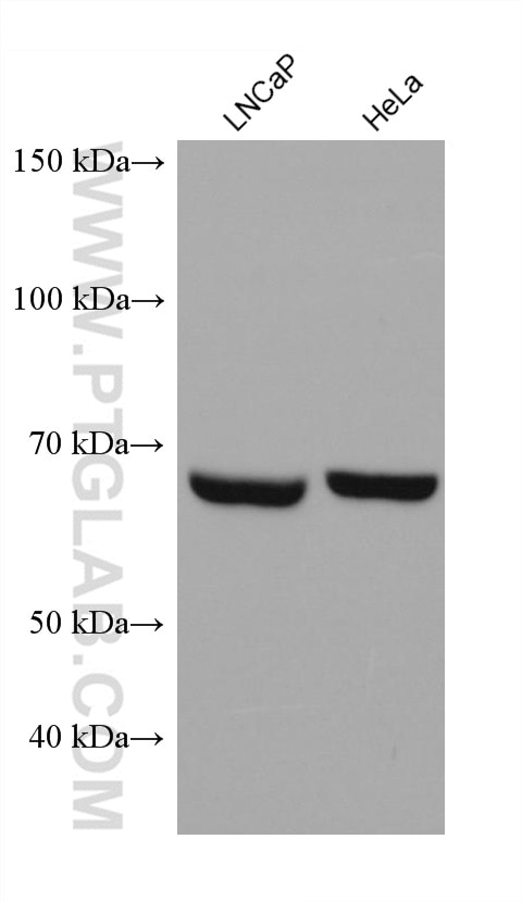 Western Blot (WB) analysis of various lysates using Annexin VI Monoclonal antibody (68086-1-Ig)