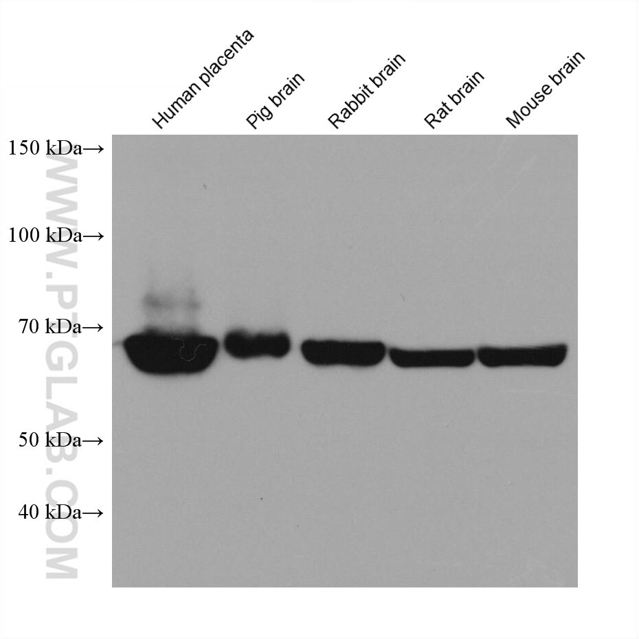 Annexin VI