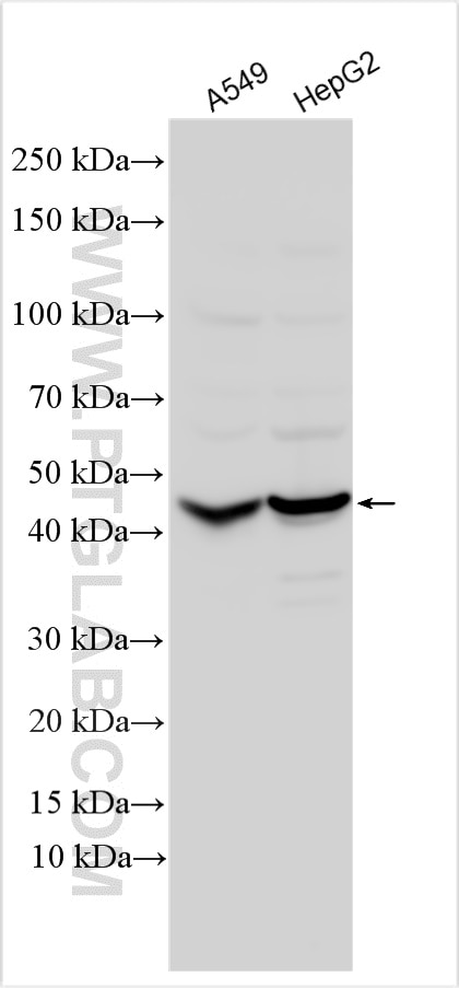 Western Blot (WB) analysis of various lysates using Antizyme inhibitor 1 Polyclonal antibody (30383-1-AP)