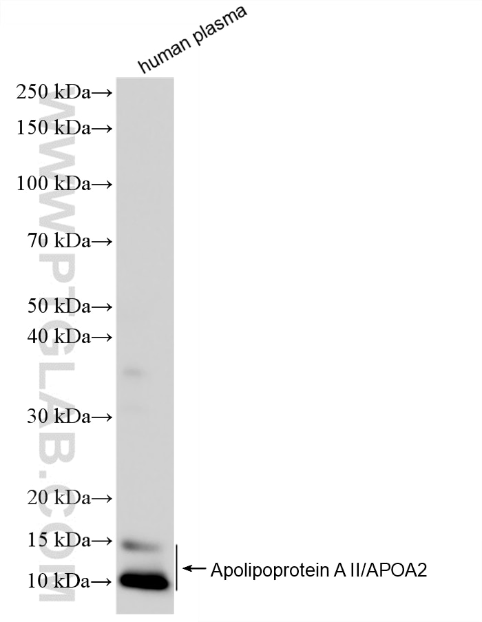 Apolipoprotein A II/APOA2 antibody (85667-6-PBS) | Proteintech