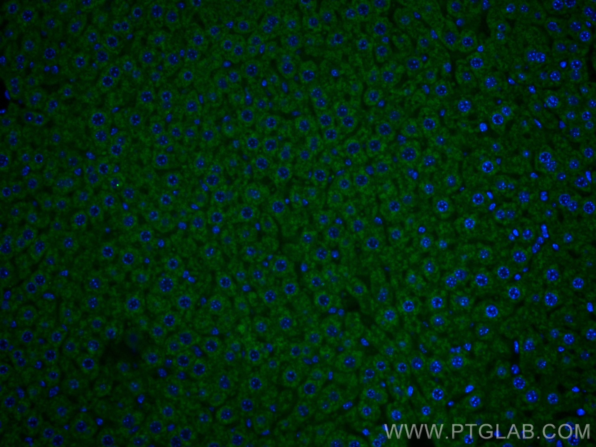 Immunofluorescence (IF) / fluorescent staining of mouse liver tissue using CoraLite® Plus 488-conjugated Apolipoprotein AI Po (CL488-14427)