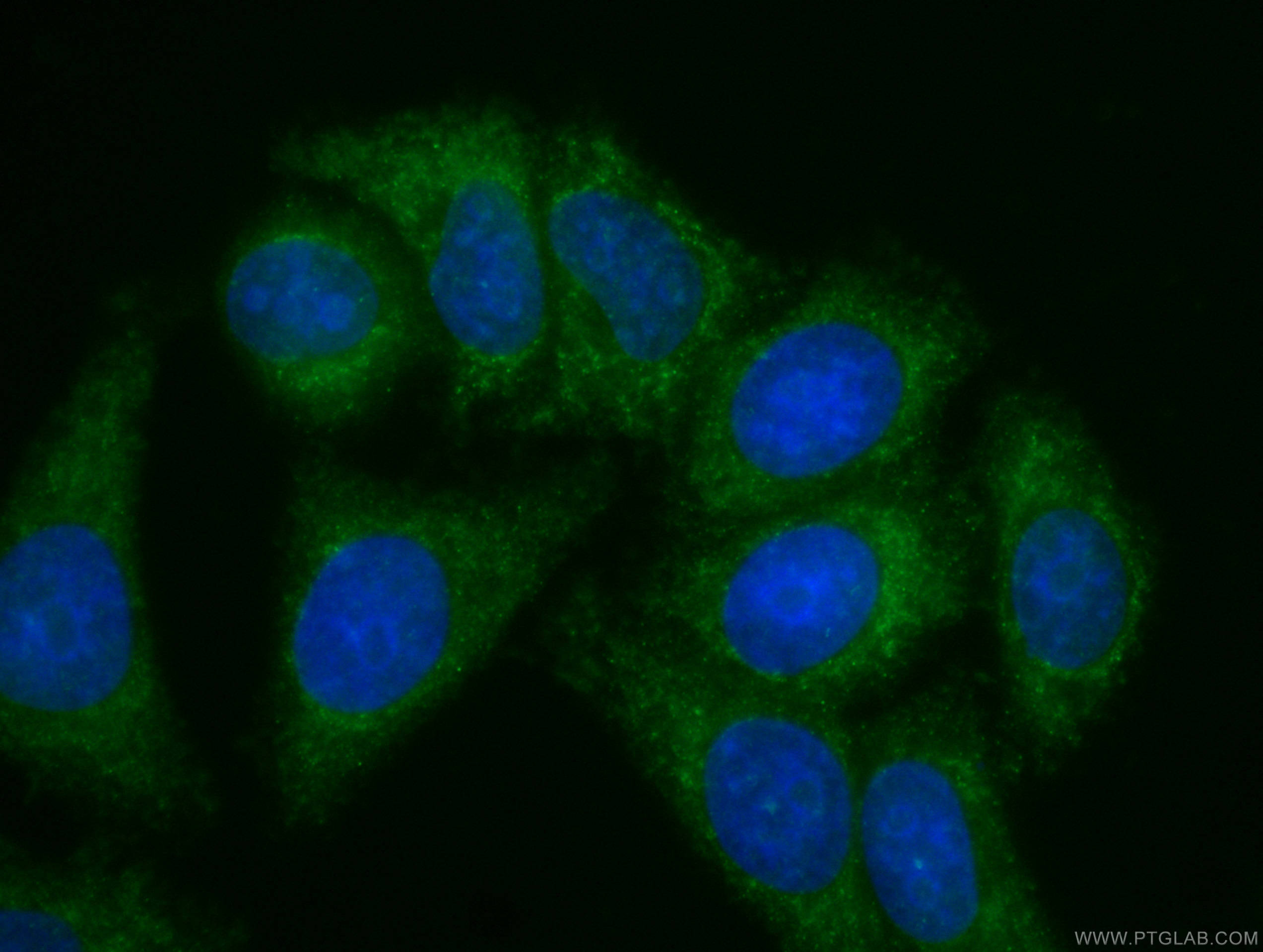 Immunofluorescence (IF) / fluorescent staining of HepG2 cells using CoraLite® Plus 488-conjugated Apolipoprotein AI Mo (CL488-66206)
