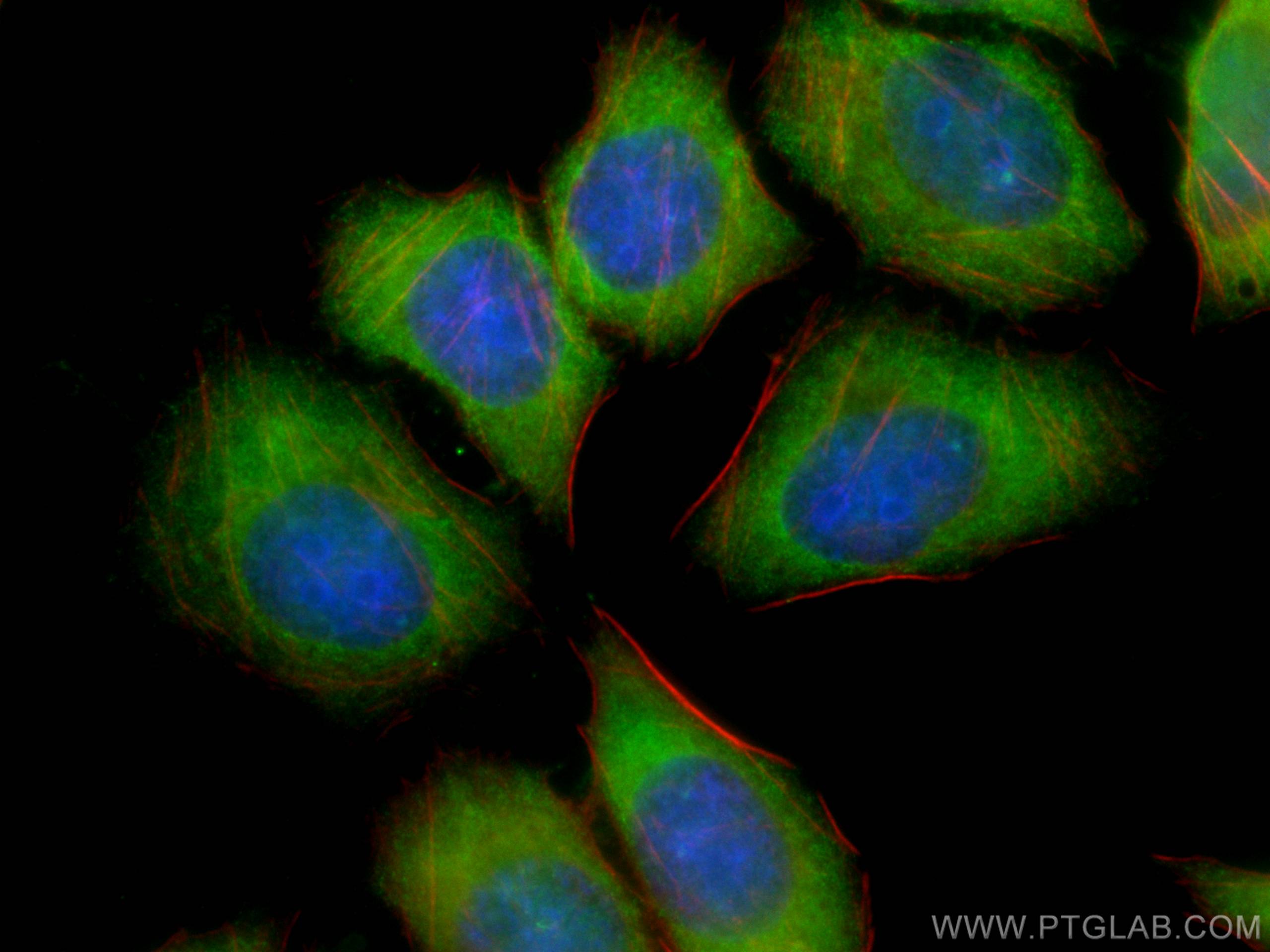 Immunofluorescence (IF) / fluorescent staining of L02 cells using CoraLite® Plus 488-conjugated Apolipoprotein AI Mo (CL488-66206)