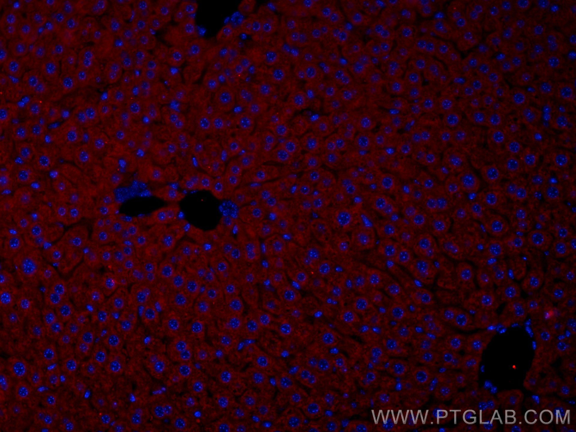 Immunofluorescence (IF) / fluorescent staining of mouse liver tissue using CoraLite®594-conjugated Apolipoprotein AI Polyclon (CL594-14427)