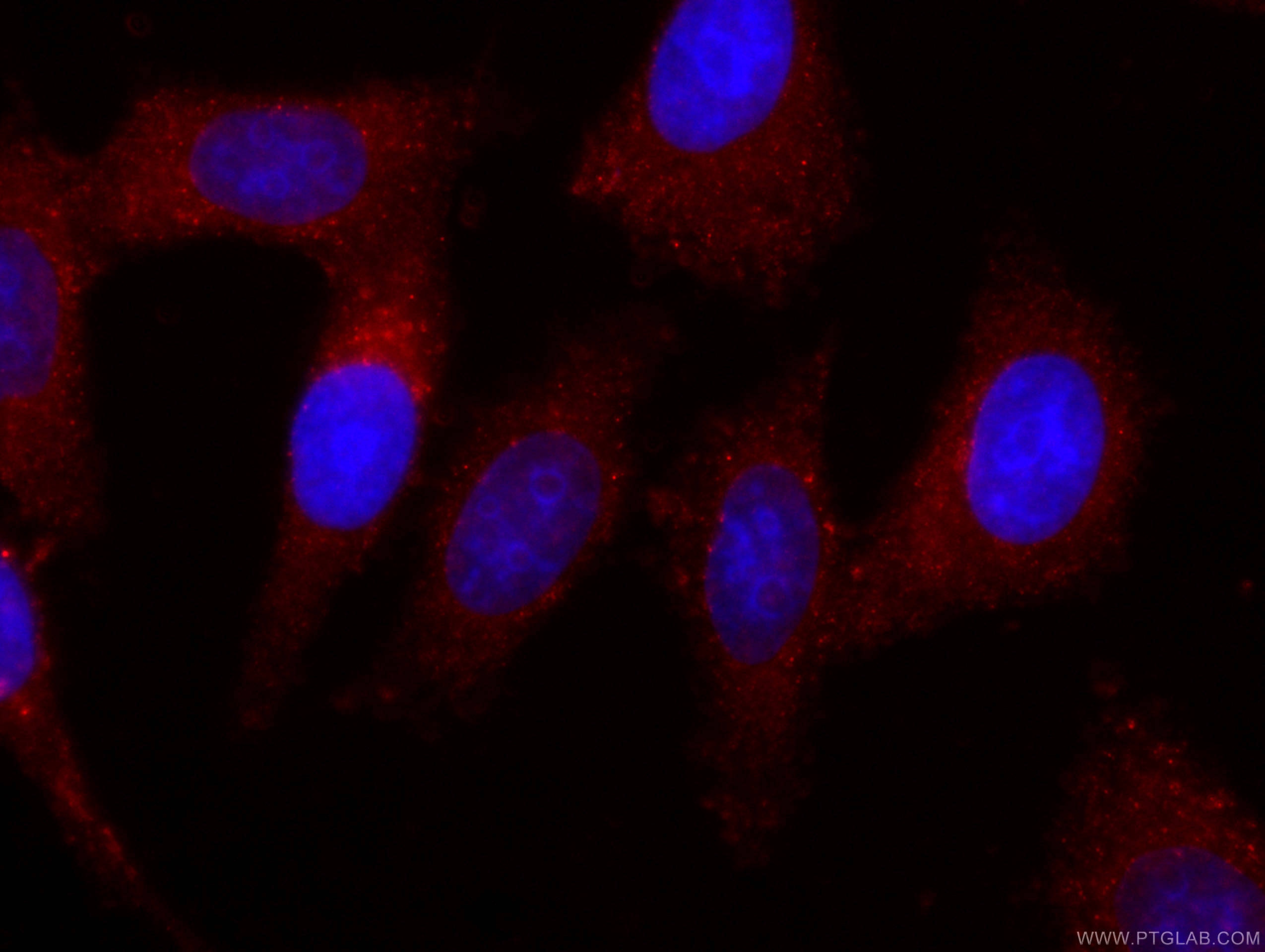 Immunofluorescence (IF) / fluorescent staining of HepG2 cells using CoraLite®594-conjugated Apolipoprotein AI Monoclon (CL594-66206)