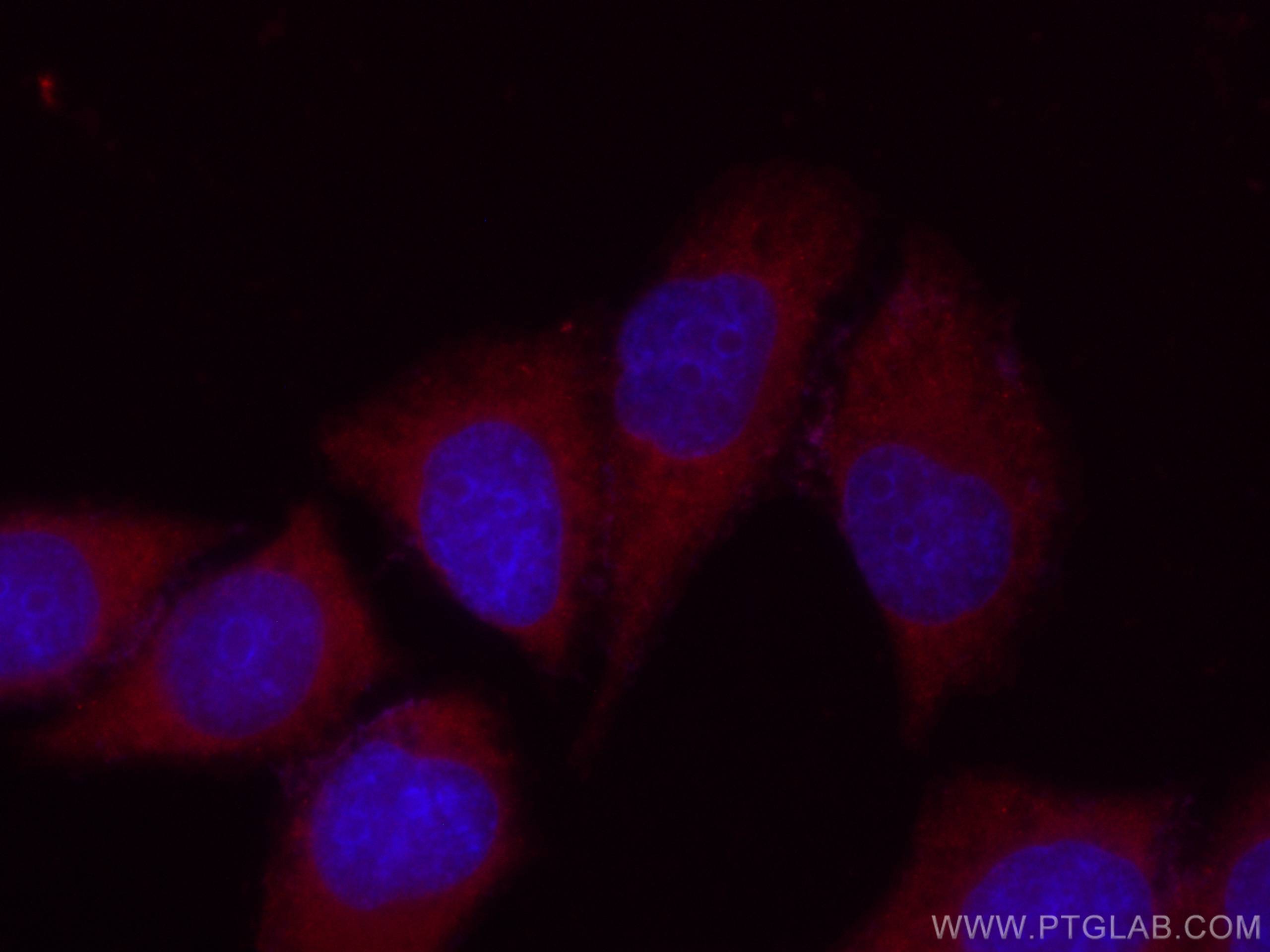 Immunofluorescence (IF) / fluorescent staining of L02 cells using CoraLite®594-conjugated Apolipoprotein AI Monoclon (CL594-66206)