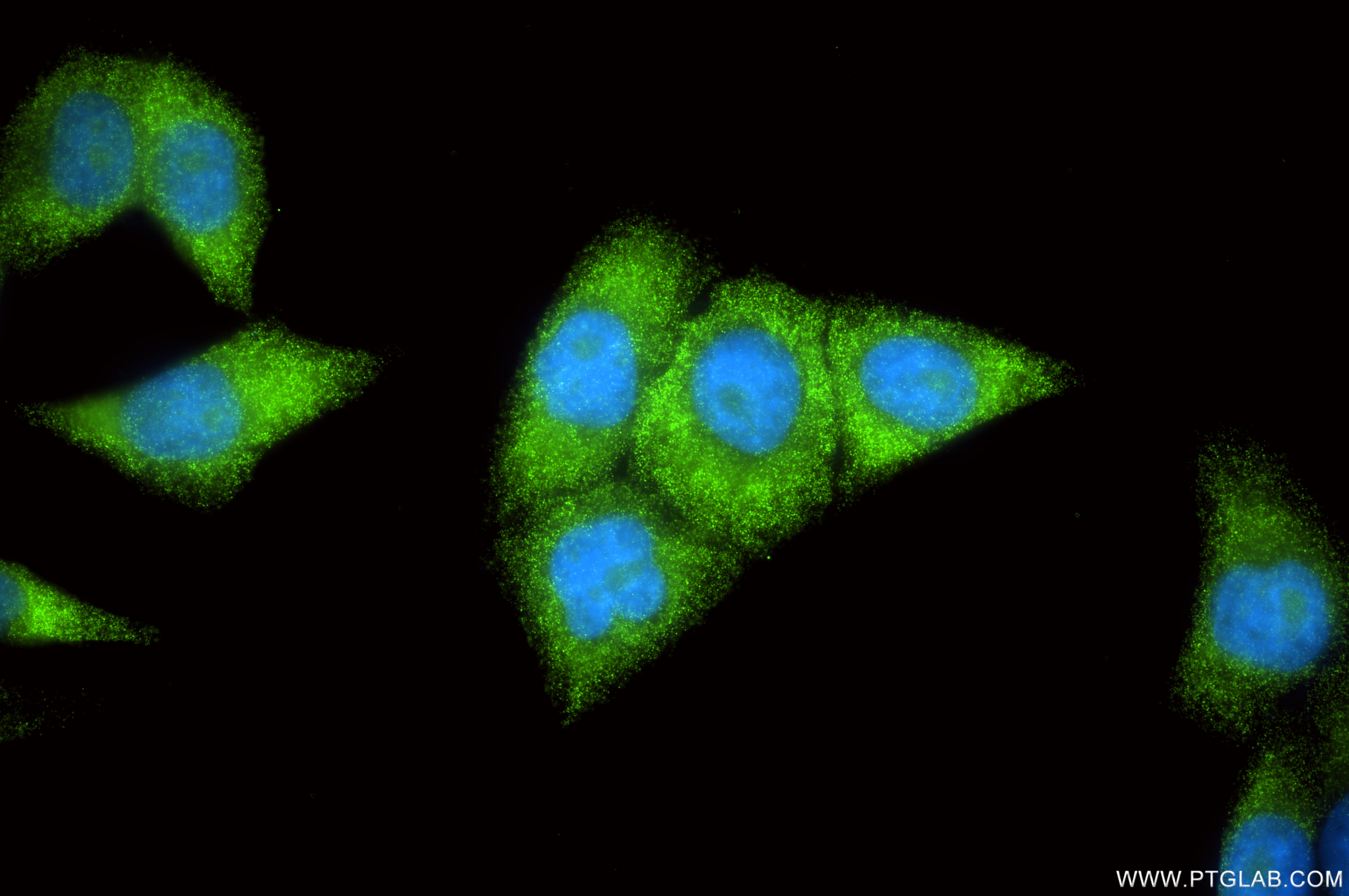 Immunofluorescence (IF) / fluorescent staining of L02 cells using Apolipoprotein CIII Recombinant monoclonal antibod (87100-1-RR)