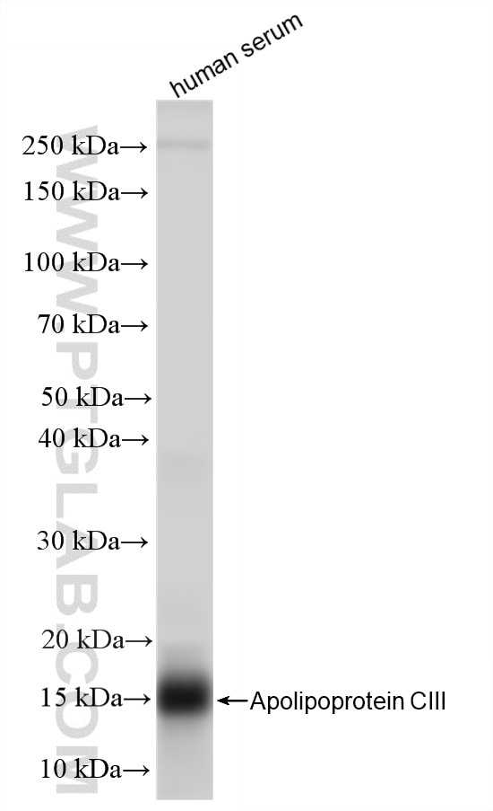 Western Blot (WB) analysis of various lysates using Apolipoprotein CIII Recombinant monoclonal antibod (87100-1-RR)