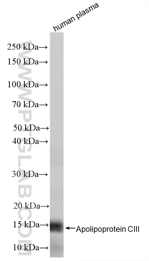 Western Blot (WB) analysis of various lysates using Apolipoprotein CIII Recombinant monoclonal antibod (87100-1-RR)