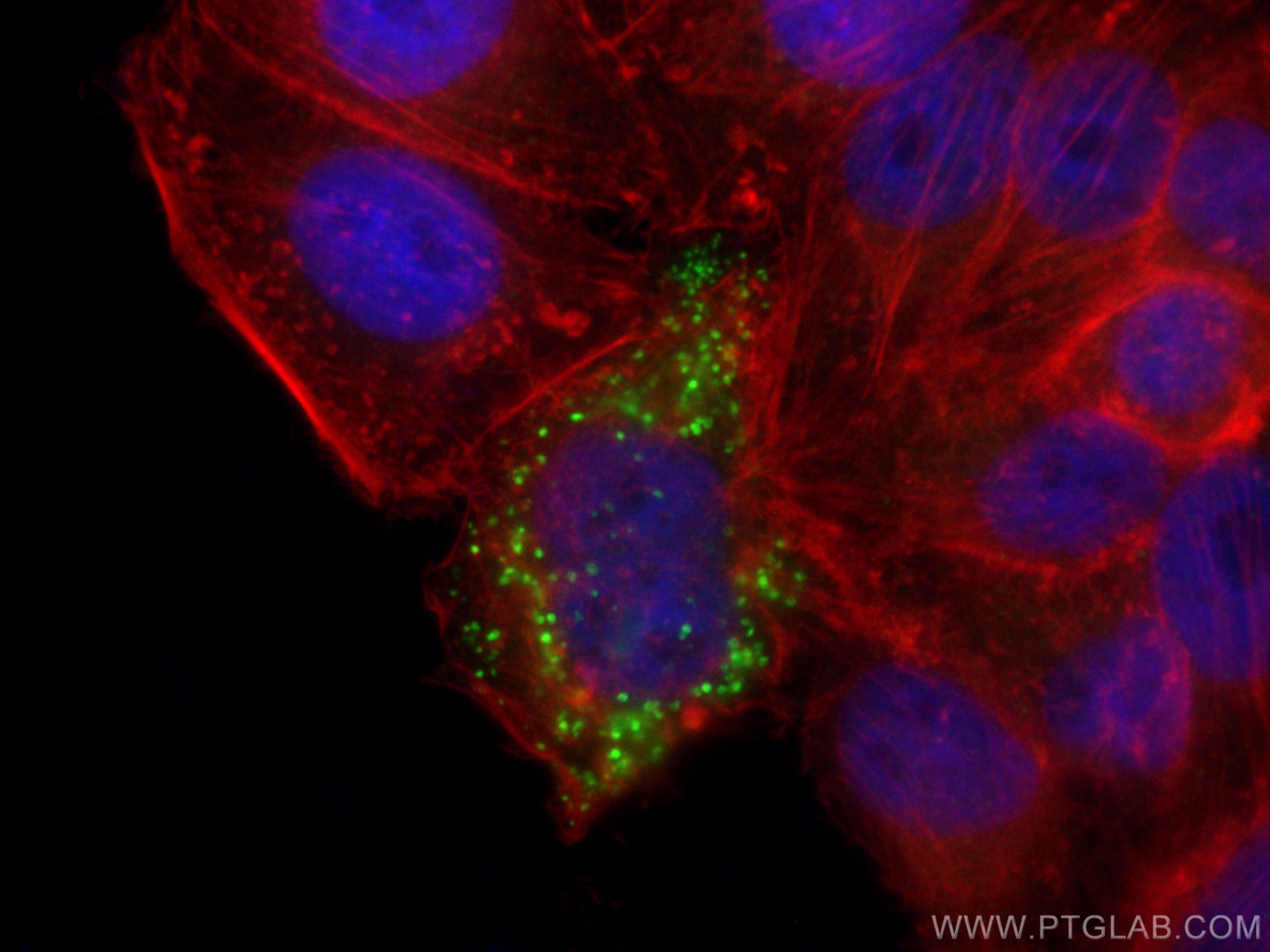 Immunofluorescence (IF) / fluorescent staining of HepG2 cells using Apoe Polyclonal antibody (31454-1-AP)