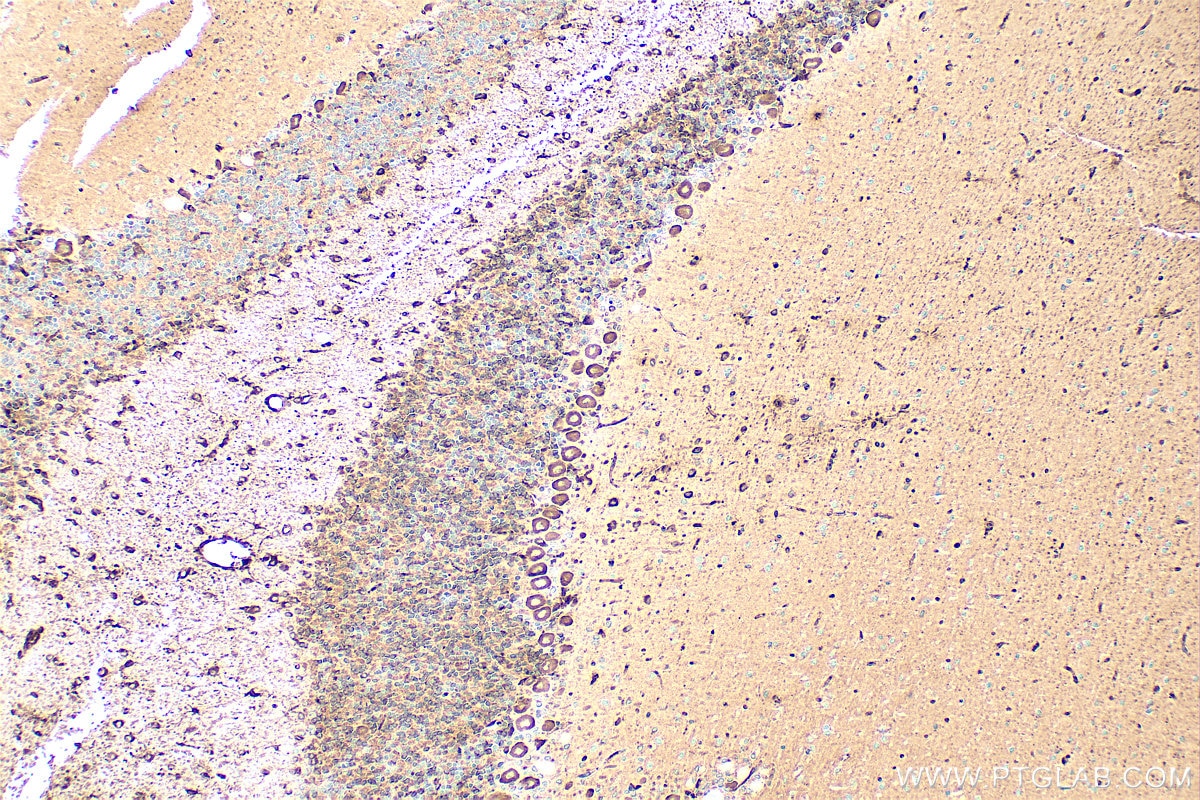 Immunohistochemistry (IHC) staining of rat cerebellum tissue using Apoe Polyclonal antibody (31454-1-AP)