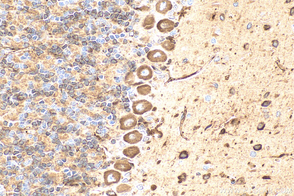 Immunohistochemistry (IHC) staining of rat cerebellum tissue using Apoe Polyclonal antibody (31454-1-AP)