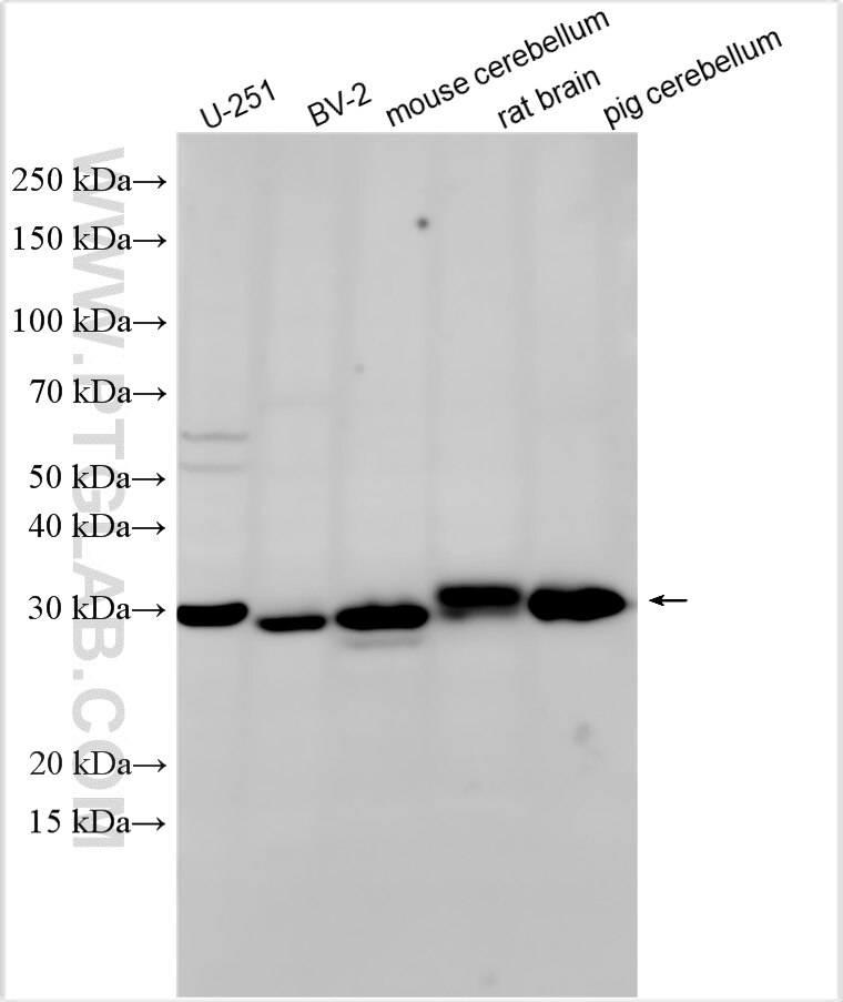 Western Blot (WB) analysis of various lysates using Apoe Polyclonal antibody (31454-1-AP)