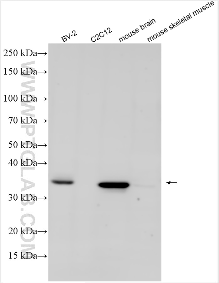 Western Blot (WB) analysis of various lysates using Apoe Polyclonal antibody (31454-1-AP)