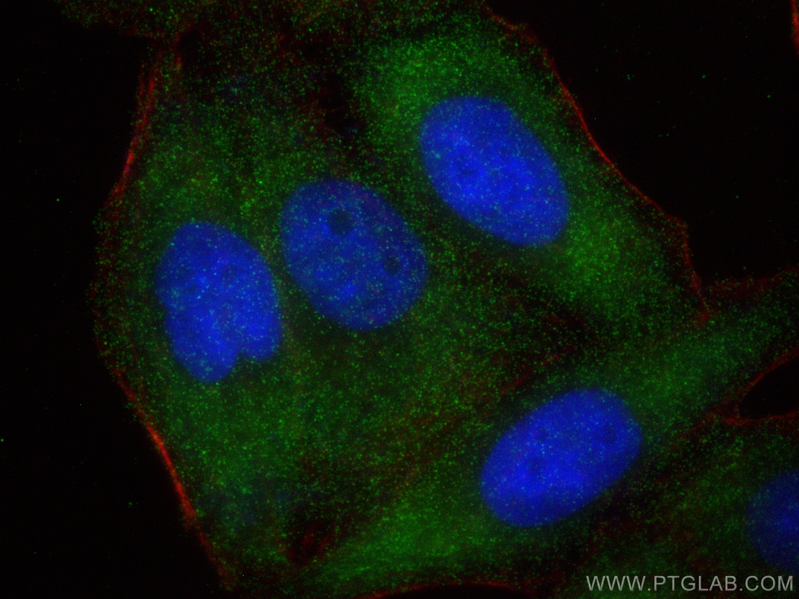 Immunofluorescence (IF) / fluorescent staining of HepG2 cells using Apoe Recombinant antibody (83728-4-RR)