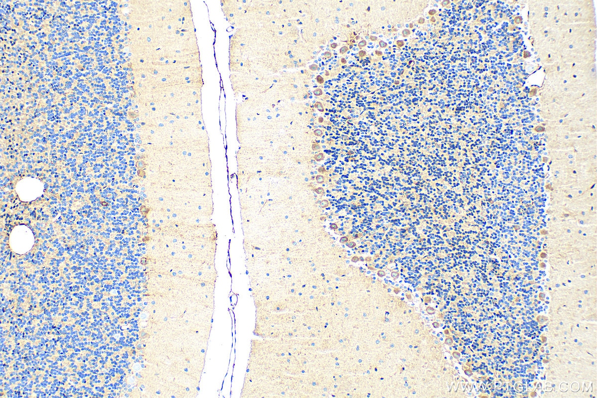 Immunohistochemistry (IHC) staining of rat cerebellum tissue using Apoe Recombinant antibody (83728-4-RR)
