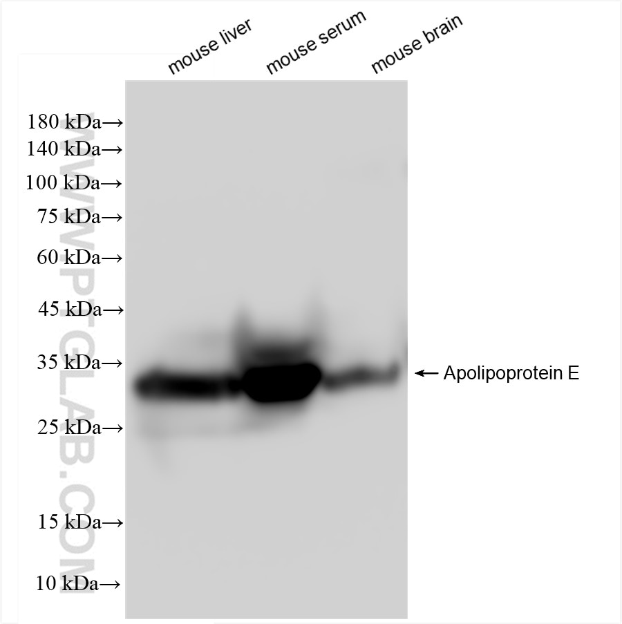 Western Blot (WB) analysis of various lysates using Apoe Recombinant antibody (83728-4-RR)