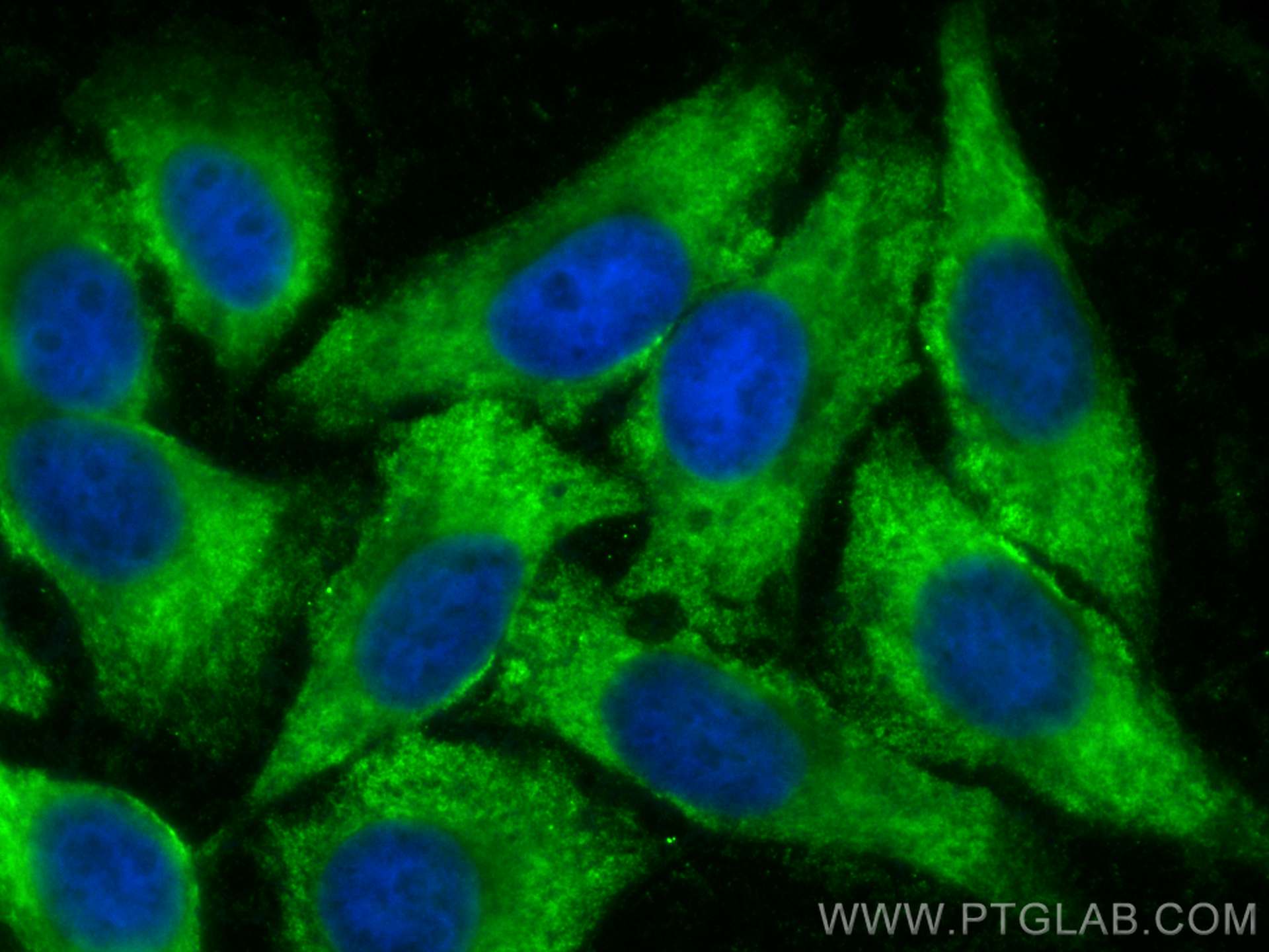 Immunofluorescence (IF) / fluorescent staining of HepG2 cells using CoraLite® Plus 488-conjugated Apolipoprotein H Mon (CL488-66074)