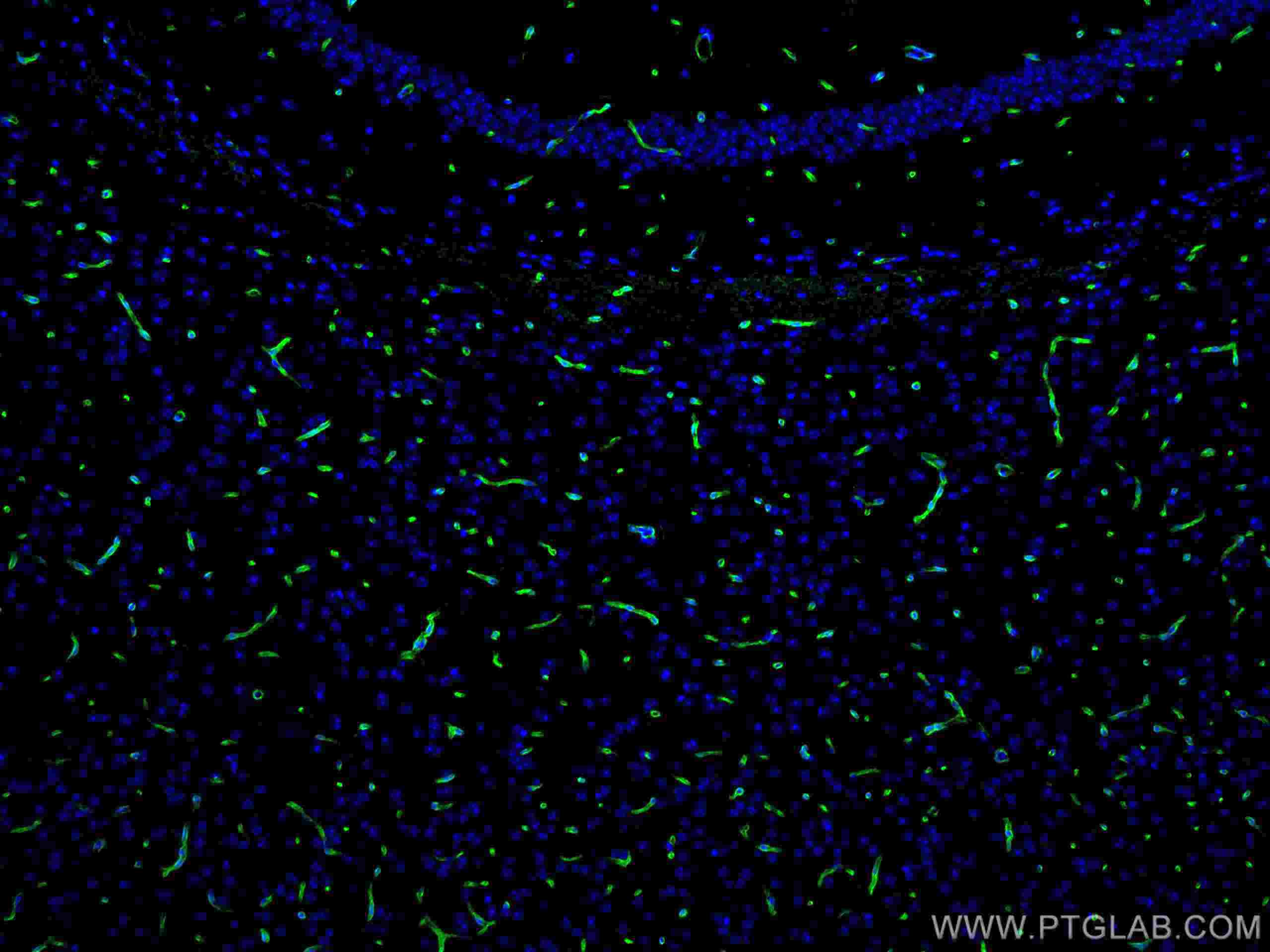 Immunofluorescence (IF) / fluorescent staining of mouse brain tissue using CoraLite® Plus 488-conjugated Aquaporin 4 Polyclon (CL488-16473)