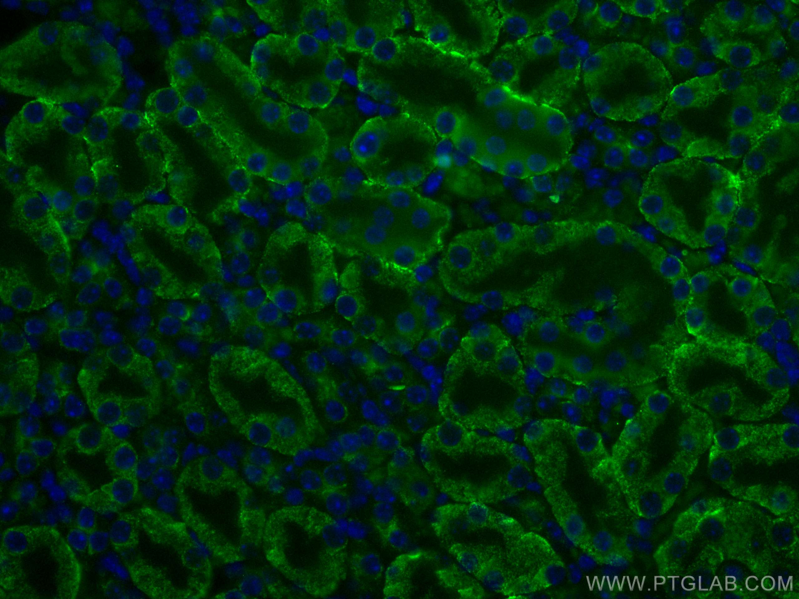 Immunofluorescence (IF) / fluorescent staining of mouse kidney tissue using CoraLite® Plus 488-conjugated Arfaptin-1 Monoclona (CL488-67461)