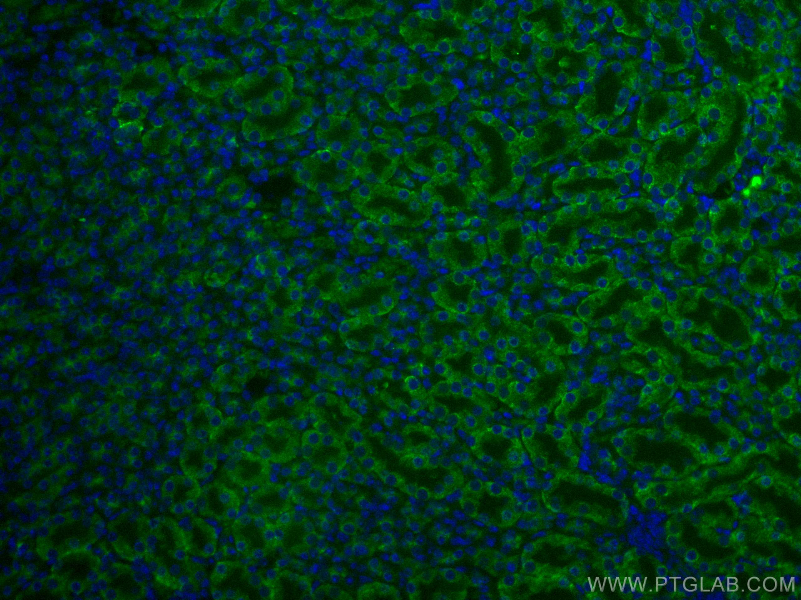 Immunofluorescence (IF) / fluorescent staining of mouse kidney tissue using CoraLite® Plus 488-conjugated Arfaptin-1 Monoclona (CL488-67461)