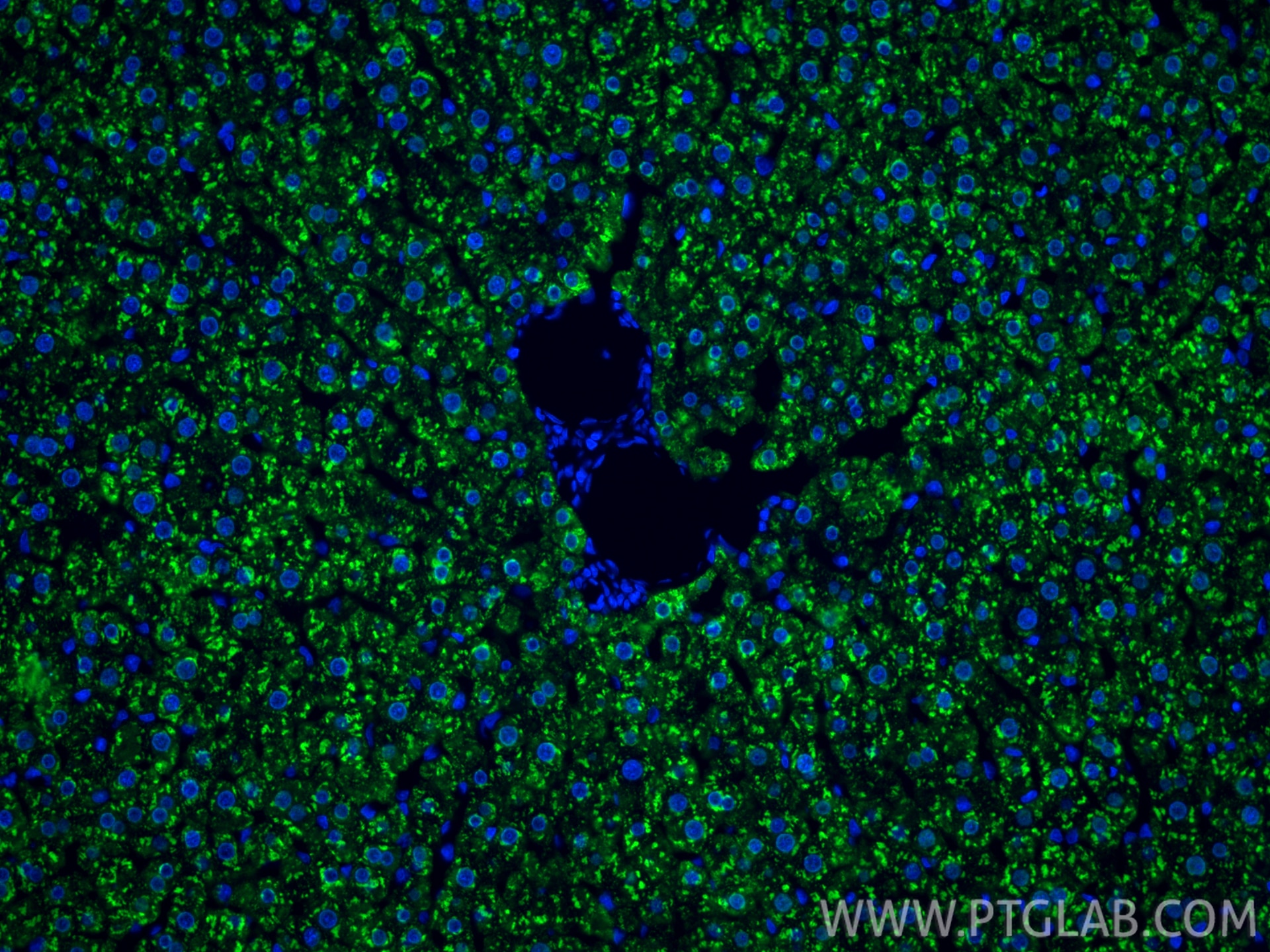 Immunofluorescence (IF) / fluorescent staining of rat liver tissue using Arginase-1 Recombinant monoclonal antibody (82975-1-RR)
