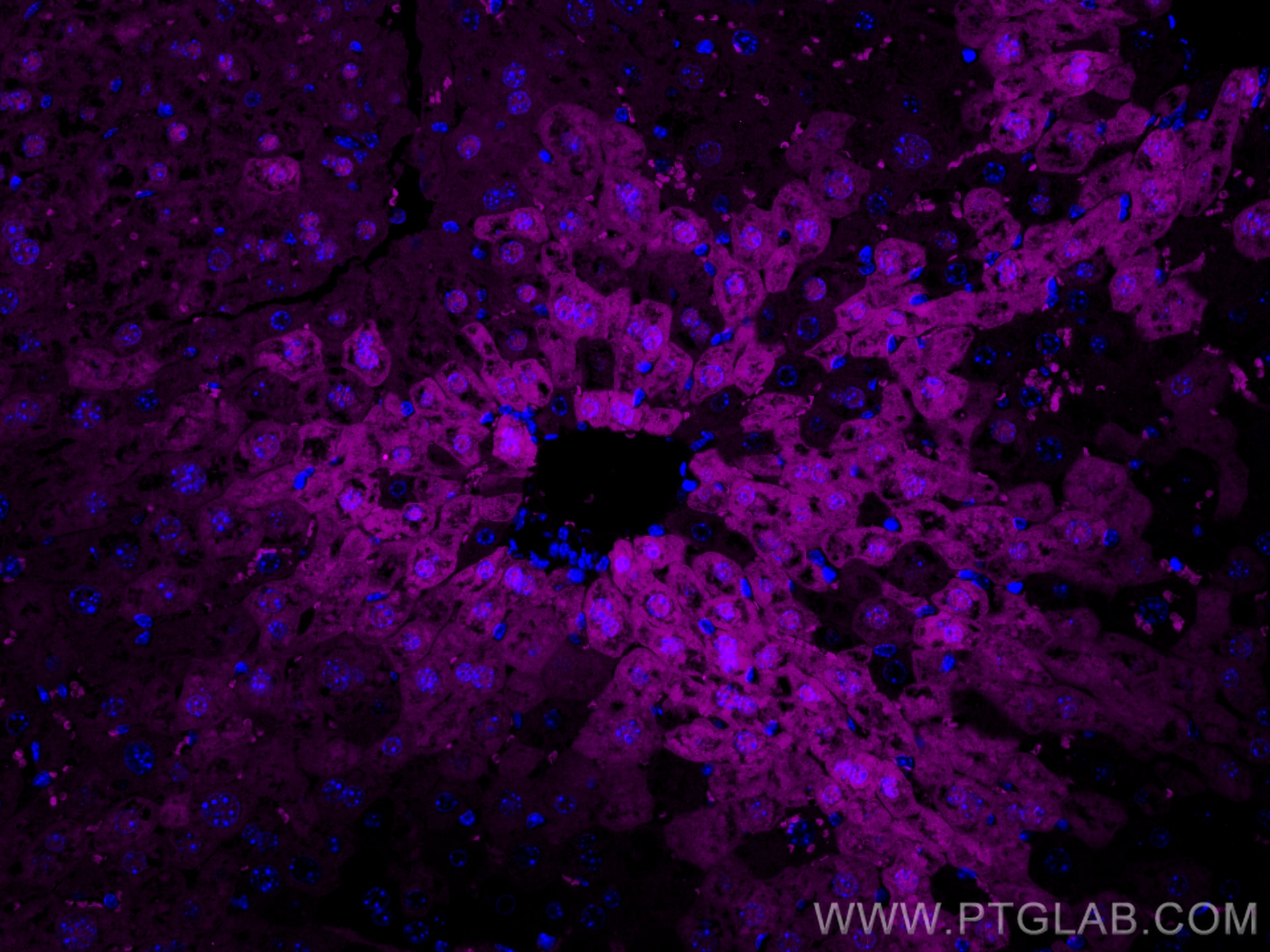 Immunofluorescence (IF) / fluorescent staining of mouse liver tissue using CoraLite® Plus 647-conjugated Arginase-1 Recombina (CL647-82975)