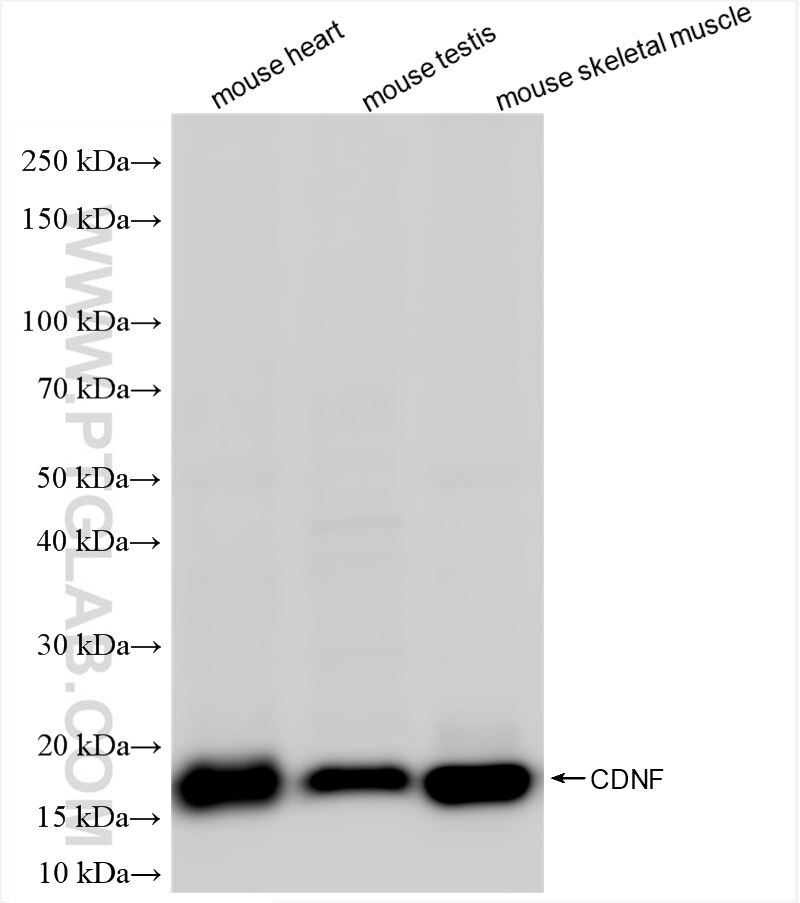 Western Blot (WB) analysis of various lysates using Armetl1 Recombinant antibody (86264-1-RR)
