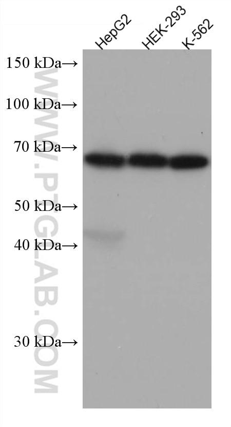 Western Blot (WB) analysis of various lysates using Arp5/ACTR5 Monoclonal antibody (67326-1-Ig)